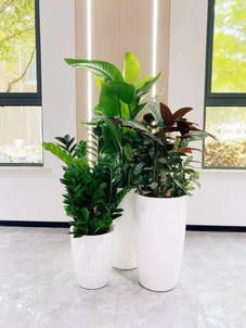 想找宁波北仑好的盆景租摆？这家千万别错过！